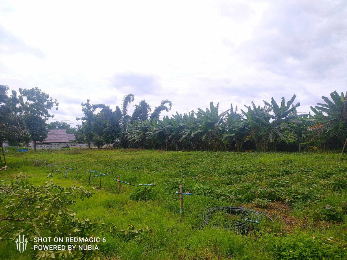 picture Land for sale Mae Rim Muang Kaew Mountain view  - 1/5