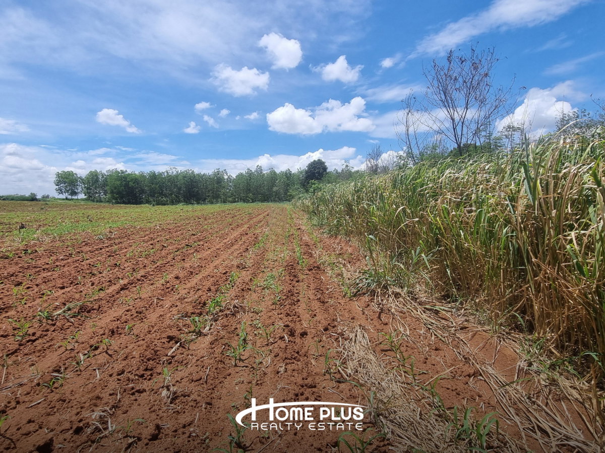 รูป 🌳 ขายที่ดิน 1 ไร่ 54.8 ตร.ว. ติดทางหลวง M6 ขนงพระ ปากช่อง นครราชสีมา - รูปที่ 3/6