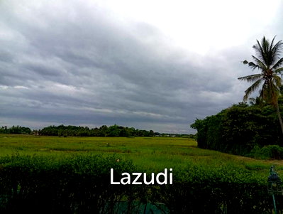 Land for sale : Prime Rice Field Plot for sale