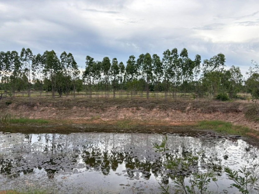 รูป ขายที่ดิน 19.9ไร่ ตำบลโนนท่อน อำเภอพล จังหวัดขอนแก่น - รูปที่ 7/12