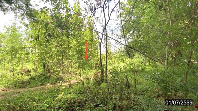 picture LAND 6615 Sq.w. Phu Kradung Loei for 6.9M - 4/13