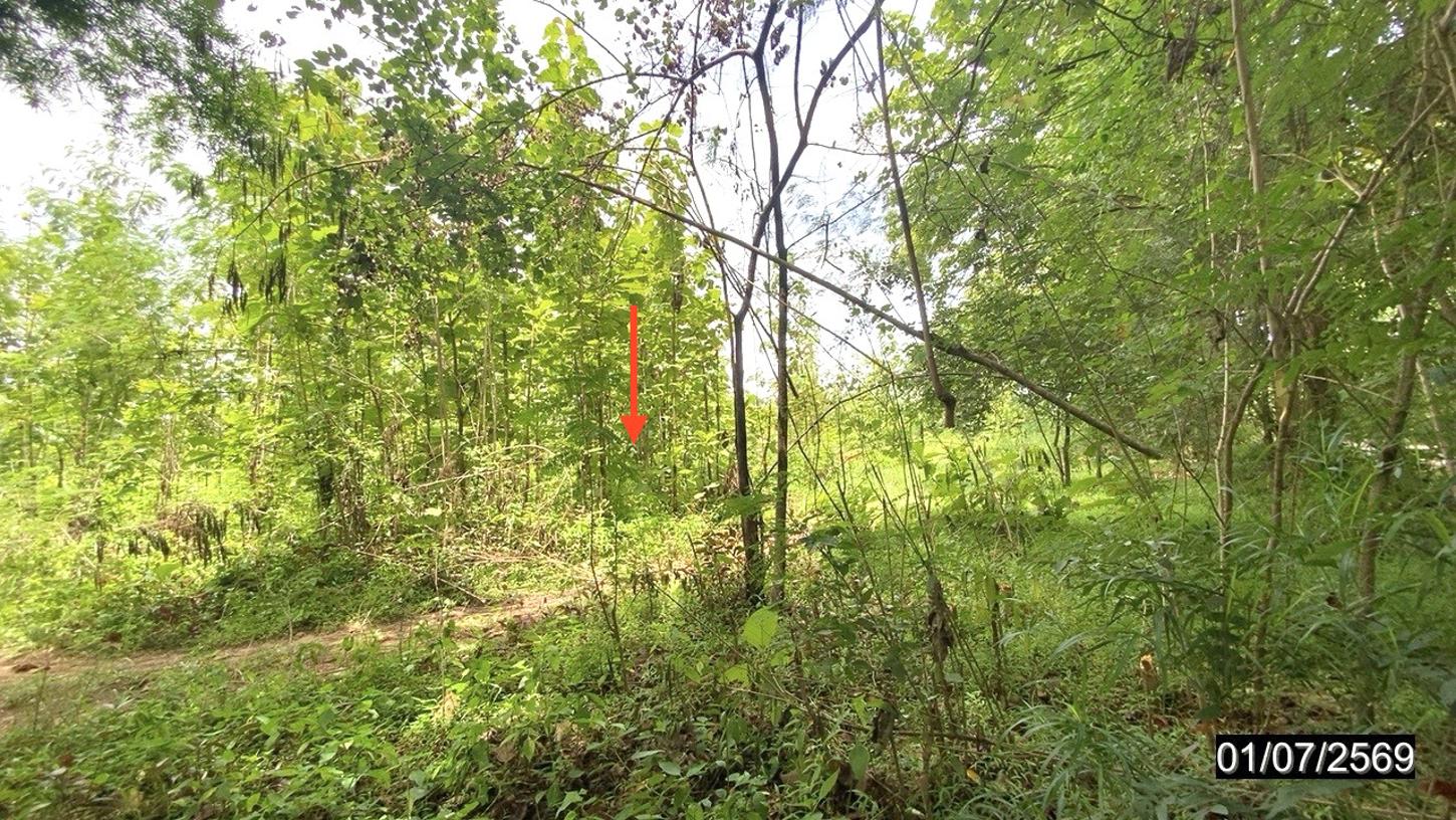 picture LAND 6615 Sq.w. Phu Kradung Loei for 6.9M - 8/13