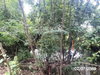 listing thumbnail image 28