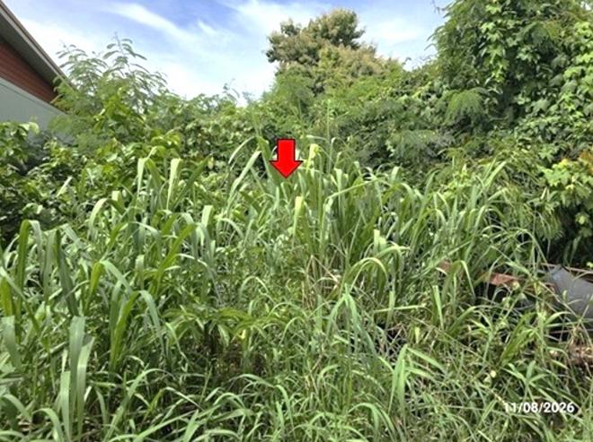 รูป ที่ดินว่างเปล่า 165 ตร.วา เมืองหนองบัวลำภู หนองบัวลำภู 644,000 - รูปที่ 7/17