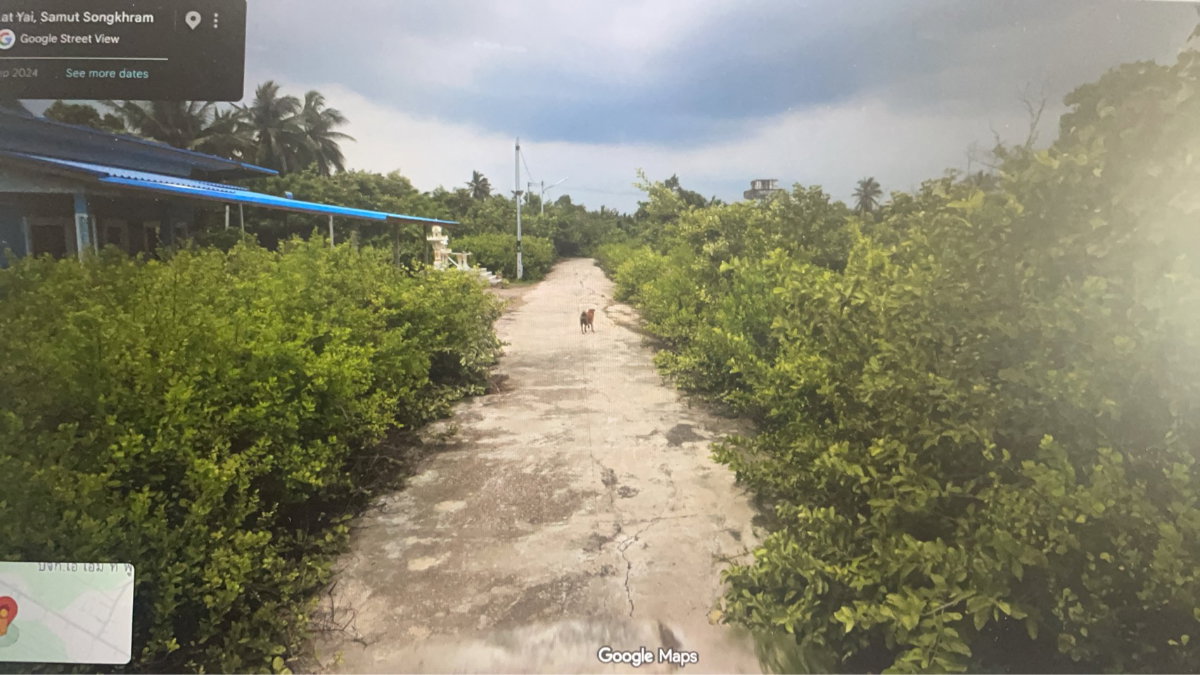 รูป ขายที่ดิน ต,ลาดใหญ่ สมุทรสงคราม (บ้านตะวันจาก) เนื้อที่ 226 ตร.ว **.ใกล้ถนนใหญ่เพียง 270 เมตร และใกล้โรงเรียนตะวันจากเพียง 400 เมตร - รูปที่ 5/8