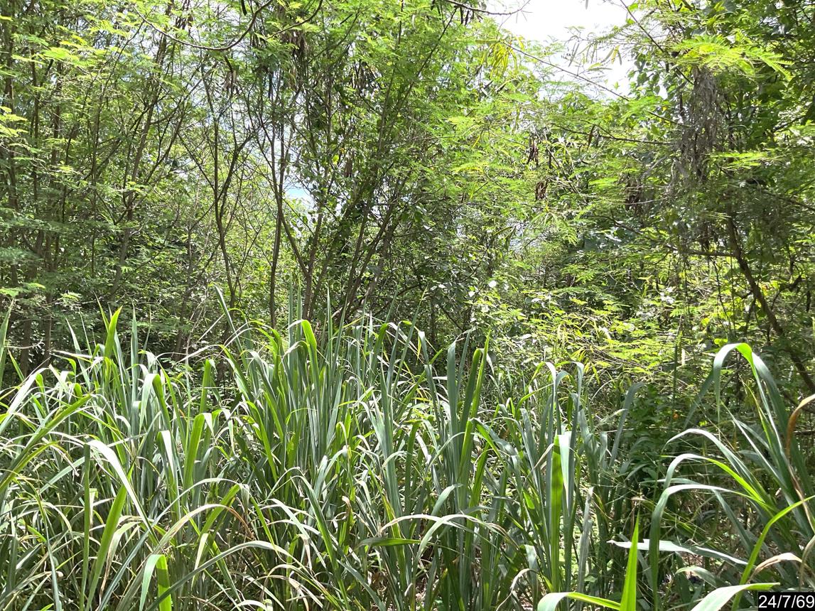 รูป ที่ดินว่างเปล่า 827 ตร.วา ภูริพิมาน ปากช่อง นครราชสีมา 3.5M - รูปที่ 14/19