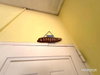 listing thumbnail image 13