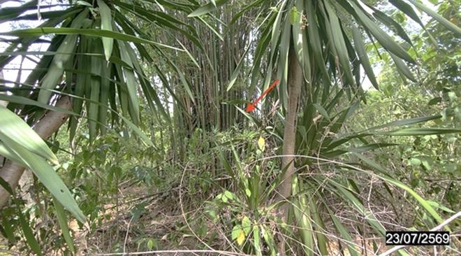picture LAND 723 Sq.w. Wang Saphung Loei for 2.5M - 6/15