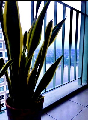 Condos for rent : 1Bed | 1Bath | MRT Bang Rak Yai | 30sqm | THB 11,000/mo | Fl.33 — Lumpini Park Rivetside - Rama 3 Bangkok