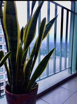 1 ห้องนอน | 1 ห้องน้ำ | MRT Bang Rak Yai | 30 ตร.ม. | 11,000 บาท/เดือน | ชั้น 33 — Lumpini Park Rivetside - Rama 3 กรุงเทพฯ