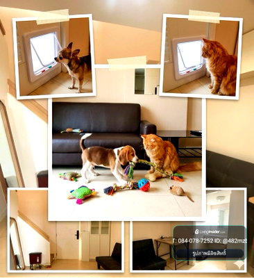 คอนโดให้เช่า : 🐶🐱 Pet Friendly | Duplex 2 ชั้น | 1 ห้องนอน | 36 ตร.ม. | 11,500 บ./ด. | พร้อมเข้า 26 ต.ค. 69 | ฟรีไอซ์แลนด์ ลาดพร้าว 93