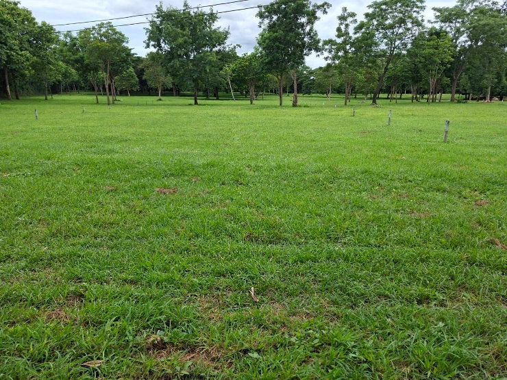 รูป ที่ดิน7ไร่ สวยๆ ติดคลอง ปากช่อง เขาใหญ่ - รูปที่ 4/8