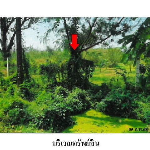 รูป ZLTR014 ขายที่ดินเปล่า ตำบล ลำนารายณ์ อำเภอ ชัยบาดาล จังหวัด ลพบุรี - รูปที่ 6/8