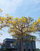 listing thumbnail image 9