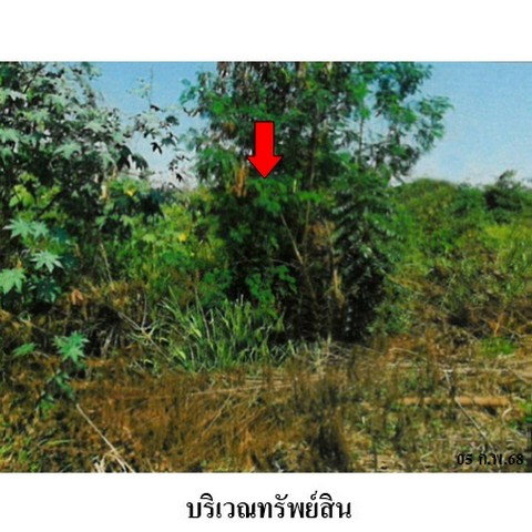 รูป ZLTR014 ขายที่ดินเปล่า ตำบล ลำนารายณ์ อำเภอ ชัยบาดาล จังหวัด ลพบุรี - รูปที่ 5/8