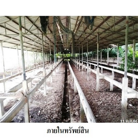 รูป Z1T0093 ขายโกดังเลี้ยงสัตว์ ตำบล บ้านกร่าง อำเภอ ศรีประจันต์ จังหวัด สุพรรณบุรี - รูปที่ 4/8