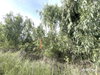 listing thumbnail image 4