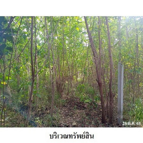 รูป Z3A1843 ขายที่ดินเปล่า ตำบล ช่องสาริกา อำเภอ พัฒนานิคม จังหวัด ลพบุรี - รูปที่ 6/8