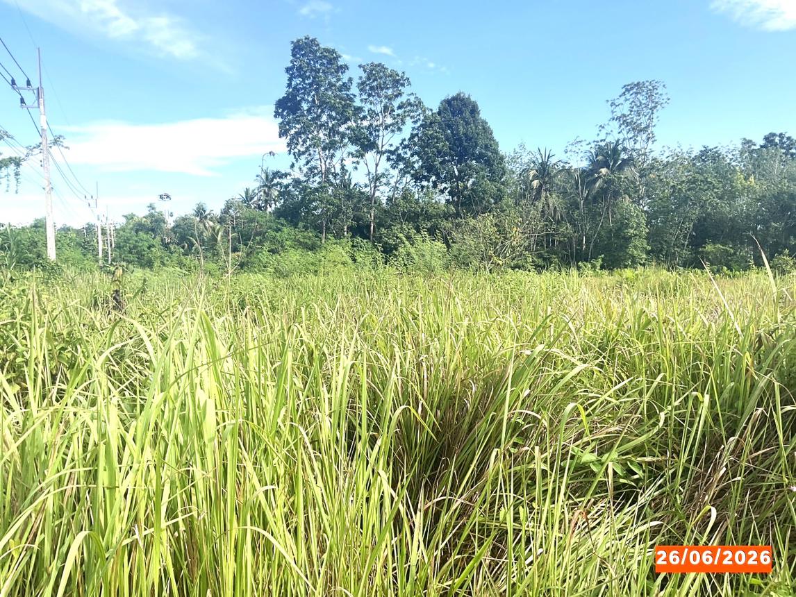 รูป ที่ดินว่างเปล่า 152.3 ตร.วา บางขัน นครศรีธรรมราช 1.6M - รูปที่ 15/21