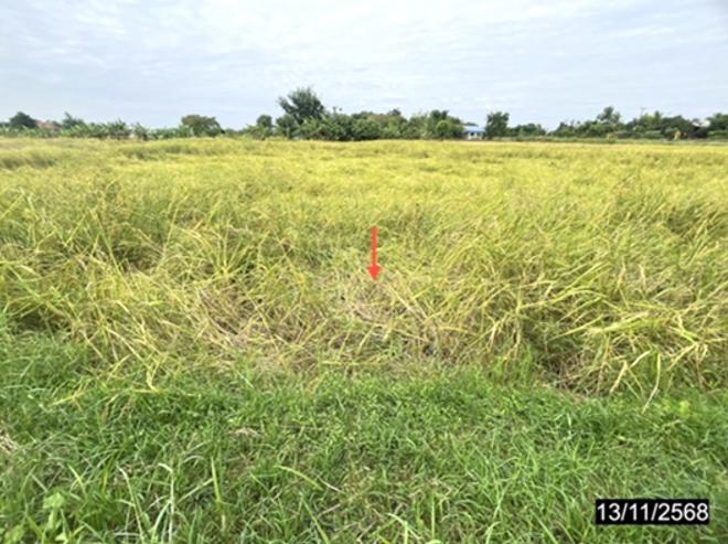 รูป ที่ดินว่างเปล่า 400 ตร.วา เมืองกาฬสินธุ์ กาฬสินธุ์ 1M - รูปที่ 5/15