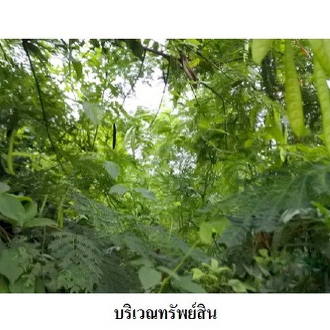 รูป Z8Z6443 ขายที่ดินเปล่า สวนวลีแลนด์ 4 ตำบล ทับมา อำเภอ เมืองระยอง จังหวัด ระยอง - รูปที่ 5/8