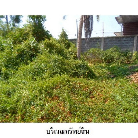 รูป Z2T2608 ขายที่ดินเปล่า โครงการ ธาราทิพย์ ตำบล ถนนใหญ่ อำเภอ เมืองลพบุรี จังหวัด ลพบุรี - รูปที่ 5/8