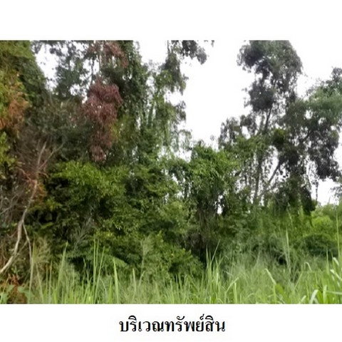 รูป Z8Z6445 ขายที่ดินเปล่า สวนวลีแลนด์ 4 ตำบล ทับมา อำเภอ เมืองระยอง จังหวัด ระยอง - รูปที่ 5/8