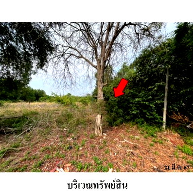 ที่ดิน เมืองระยอง ระยอง : Z8Z4873 ขายที่ดินเปล่า ตำบล ตะพง อำเภอ เมืองระยอง จังหวัด ระยอง