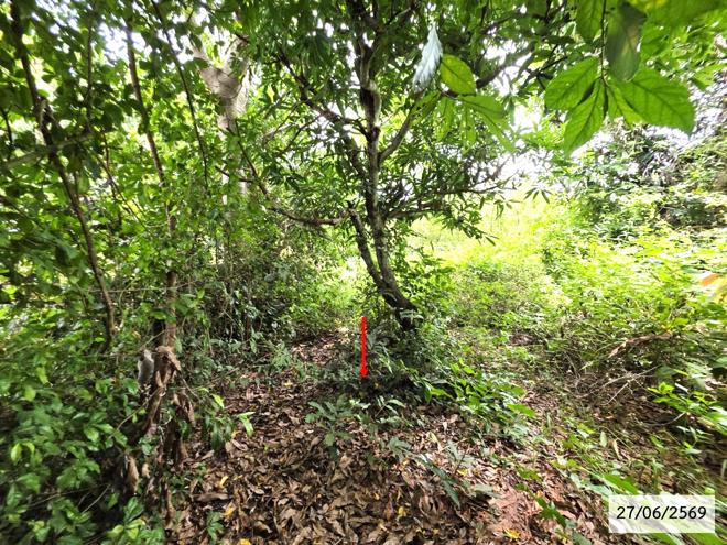 picture LAND 200 Sq.w. Phang Khon Sakon Nakhon for 512,000 - 5/25