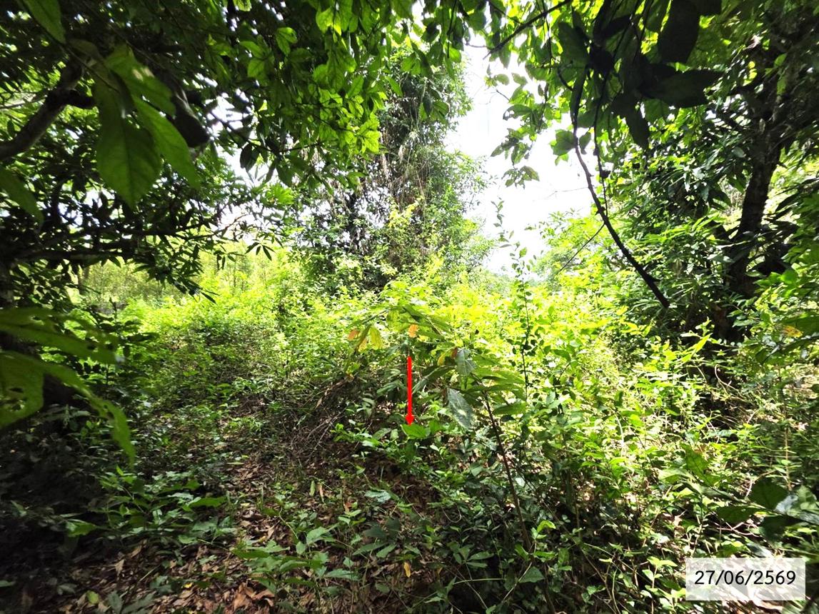picture LAND 200 Sq.w. Phang Khon Sakon Nakhon for 512,000 - 17/25
