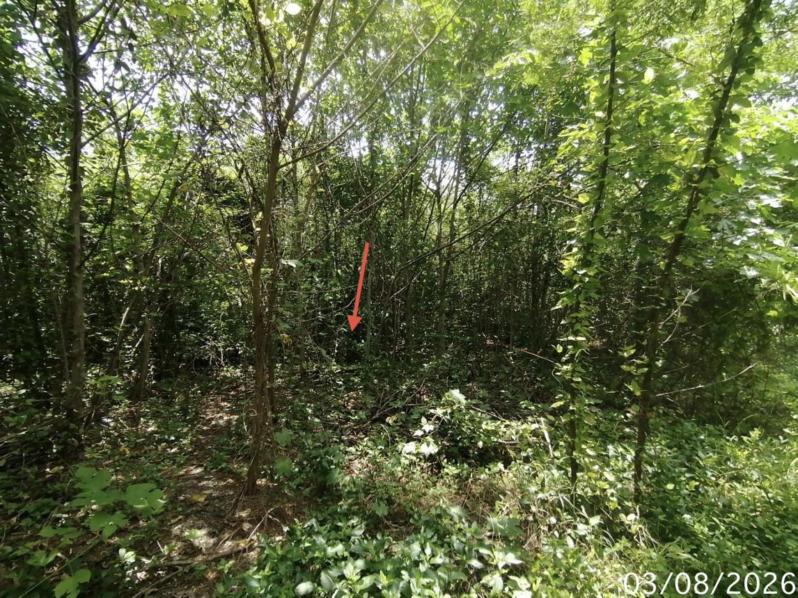 รูป ที่ดินว่างเปล่า 850 ตร.วา บ้านยุพนัย แก่งคอย สระบุรี 1.5M - รูปที่ 12/21