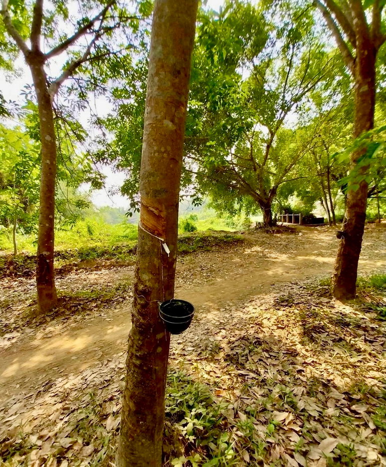 รูป (ขายที่ดินพร้อมเก็บเกี่ยวผลผลิต 80,000-100,000 /ด.) ที่ดินสวนยางพาราพร้อมพืชเศรษฐกิจ 27ไร่เศษ ต.ท่าปลา อุตรดิถ์ มีห้วยน้ำลำคลองไหลรอบที่ดิน - รูปที่ 5/29