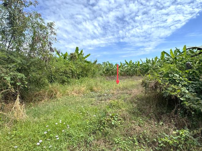 picture LAND 3735 Sq.w. Muang Nakhon Pathom Nakhon Pathom for 8.4M - 5/19