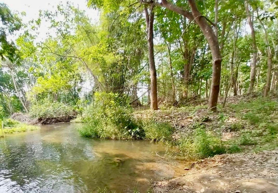 รูป (ขายที่ดินพร้อมเก็บเกี่ยวผลผลิต 80,000-100,000 /ด.) ที่ดินสวนยางพาราพร้อมพืชเศรษฐกิจ 27ไร่เศษ ต.ท่าปลา อุตรดิถ์ มีห้วยน้ำลำคลองไหลรอบที่ดิน - รูปที่ 6/29