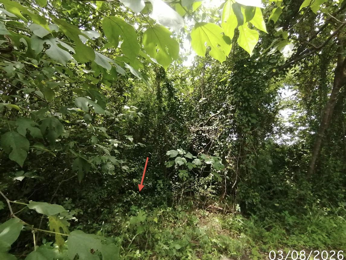 รูป ที่ดินว่างเปล่า 850 ตร.วา บ้านยุพนัย แก่งคอย สระบุรี 1.5M - รูปที่ 16/21