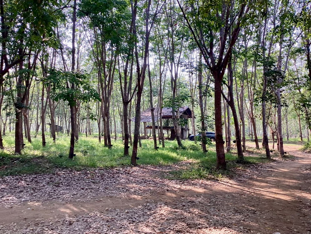 รูป (ขายที่ดินพร้อมเก็บเกี่ยวผลผลิต 80,000-100,000 /ด.) ที่ดินสวนยางพาราพร้อมพืชเศรษฐกิจ 27ไร่เศษ ต.ท่าปลา อุตรดิถ์ มีห้วยน้ำลำคลองไหลรอบที่ดิน - รูปที่ 24/29