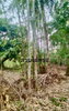 listing thumbnail image 18