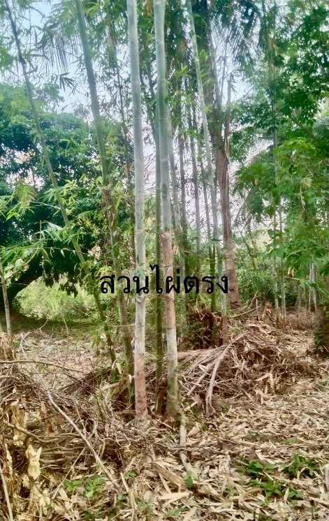 รูป (ขายที่ดินพร้อมเก็บเกี่ยวผลผลิต 80,000-100,000 /ด.) ที่ดินสวนยางพาราพร้อมพืชเศรษฐกิจ 27ไร่เศษ ต.ท่าปลา อุตรดิถ์ มีห้วยน้ำลำคลองไหลรอบที่ดิน - รูปที่ 19/29