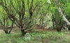 listing thumbnail image 3