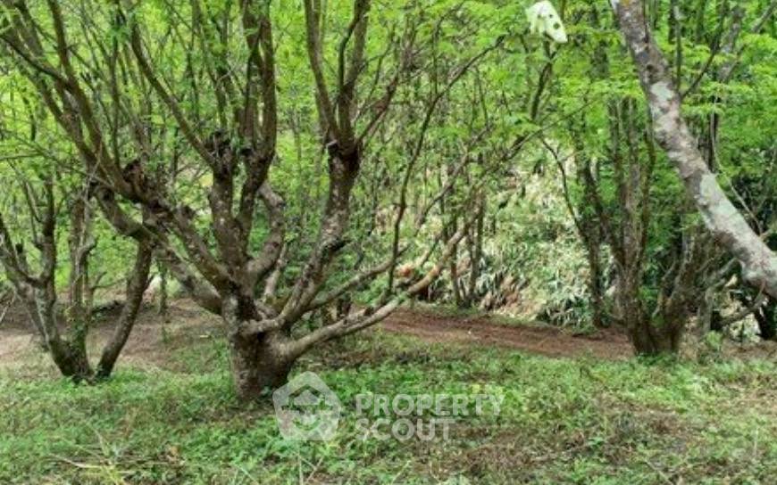 รูป ขายที่ดิน 9 ล้านบาท ในป่าเมี่ยง ดอยสะเก็ด เชียงใหม่ (ID 3297502) - รูปที่ 4/4
