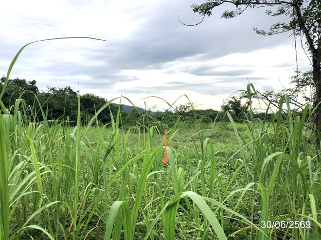 picture LAND 6268.9 Sq.w. Muang Kamphaeng Phet Kamphaeng Phet for 6.1M - 5/25