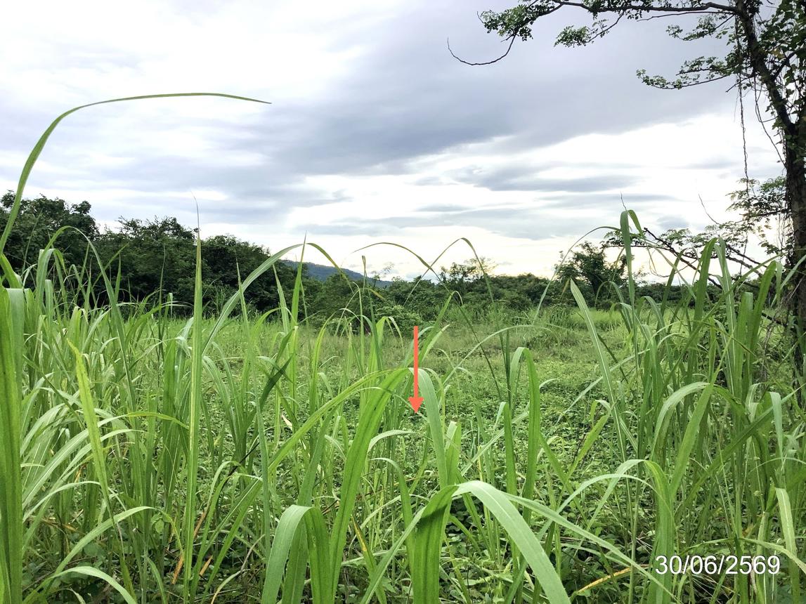 picture LAND 6268.9 Sq.w. Muang Kamphaeng Phet Kamphaeng Phet for 6.1M - 15/25