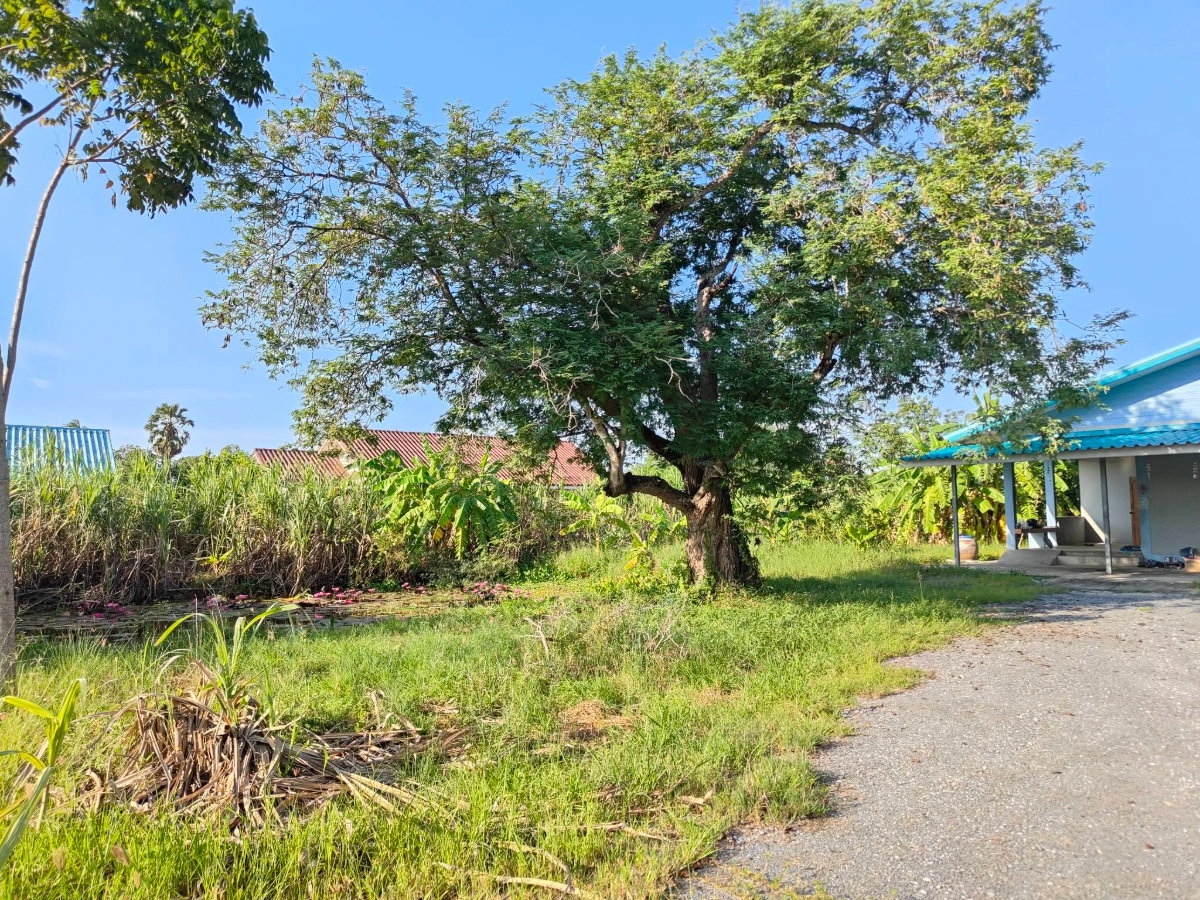 รูป บ้านพร้อมที่ดิน รวม1ไร่3งาน81ตรว - รูปที่ 7/27