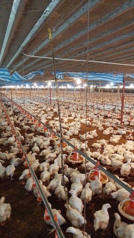 picture farm for sale lopburi thai land - 1/2