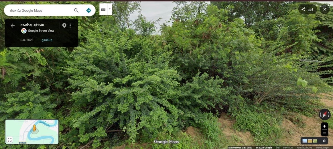 picture Land for Sal 3 rai 378.5 sqw Sukhothai - 8/8