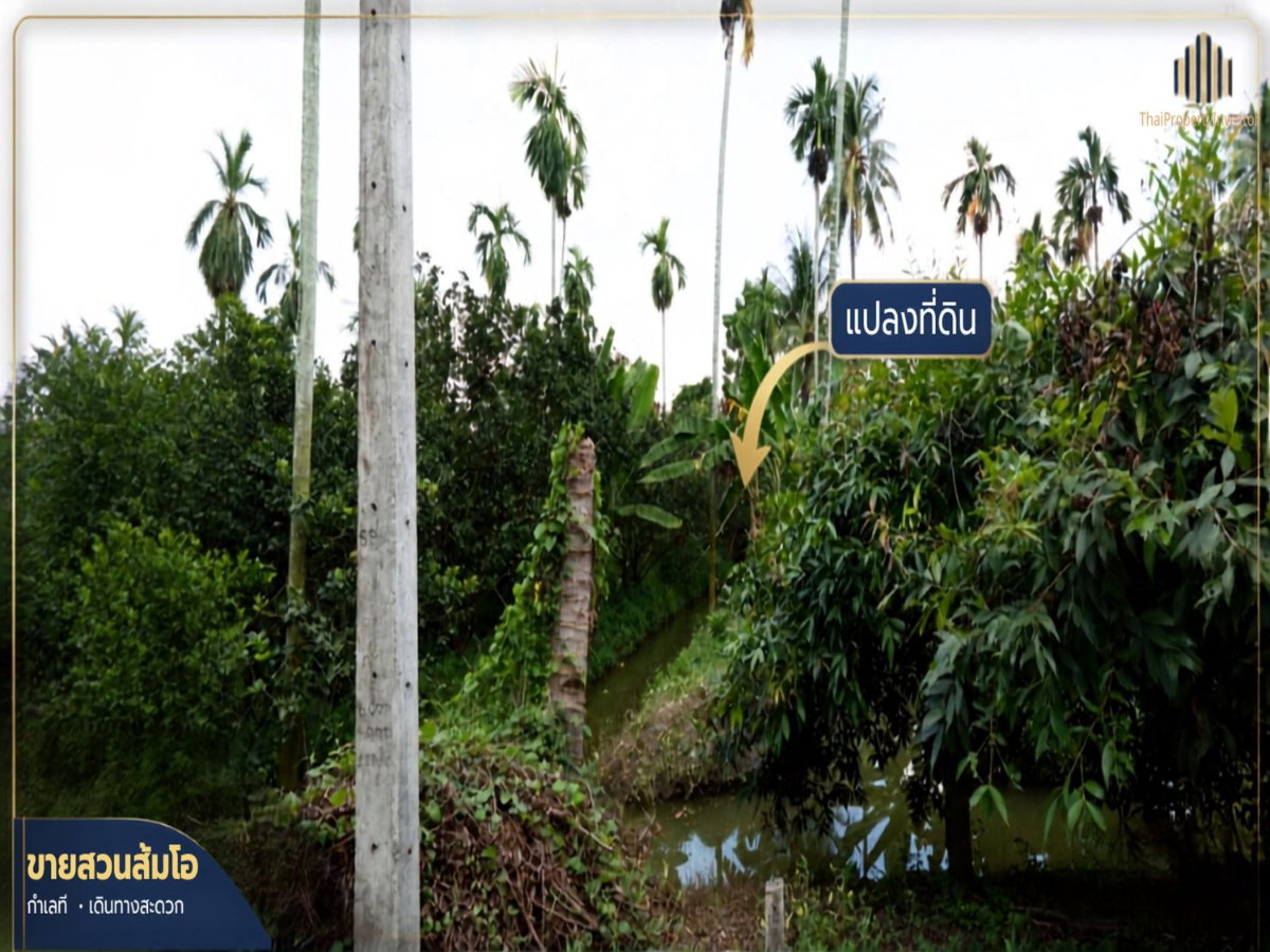รูป ขายที่ดิน สวนส้มโอ สามพราน นครปฐมท ำเลน่าเก็บ! พื้นที่ 1 ไร่ 3 งาน 97 ตร.วา เหมาะสำหรับต่อยอดผลผลิต ปลูกบ้านสวน ใกล้เซ็นทรัลศาลายา | #TPI-3454 - รูปที่ 8/12