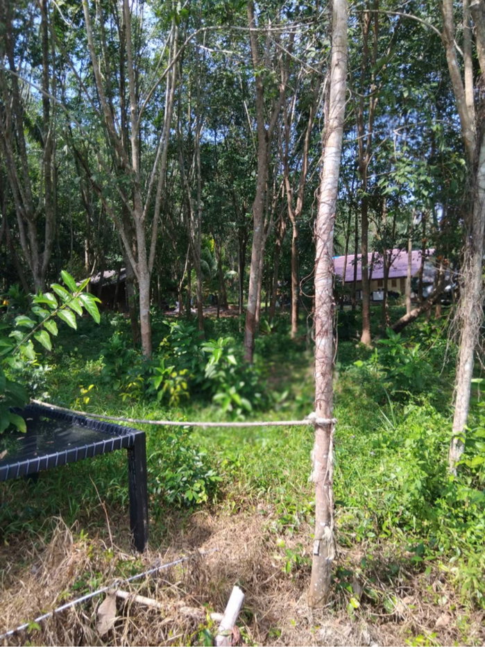 picture Land for Sale in Khanom Near the Beach, Thong Nian - 5/10