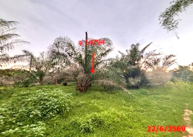 picture LAND 26314 Sq.w. Tha Chang Surat Thani for 45.5M - 9/25