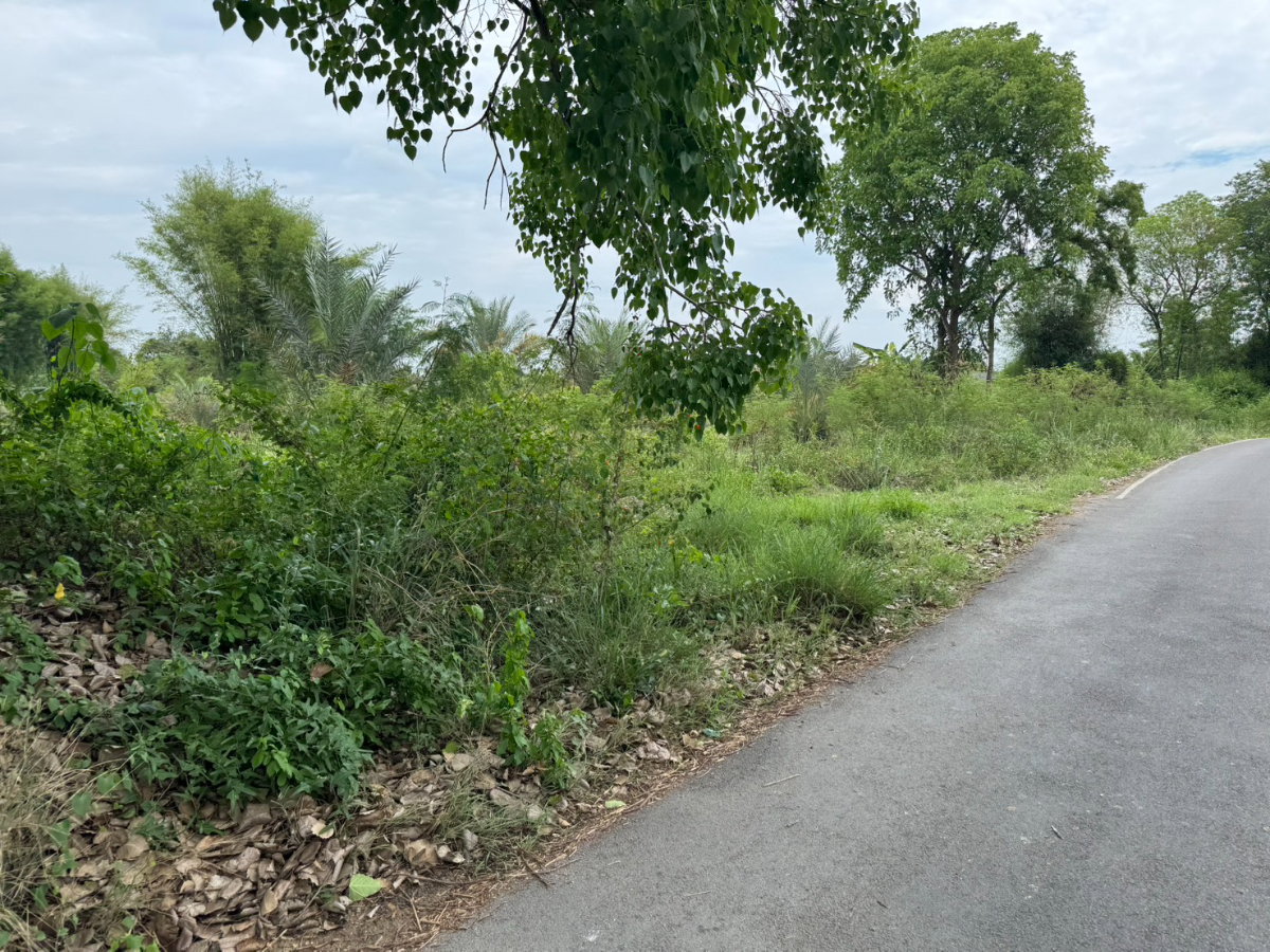 picture Beautiful plot of land for sale San Pa Tong at Chiang Mai 376 square wah a very nice, rectangular-shaped plot. - 2/8