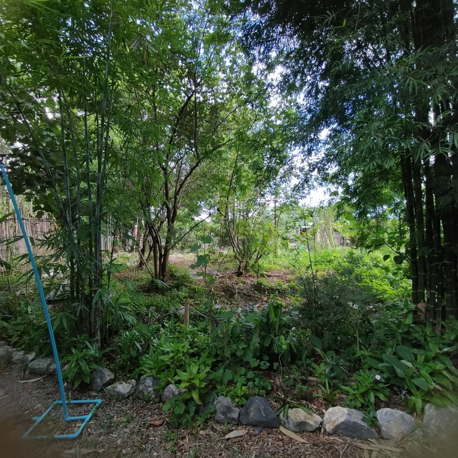 picture Land for Sale at Doi Din Dang, Tambol Nang Lae, Chiang Rai - 3/8